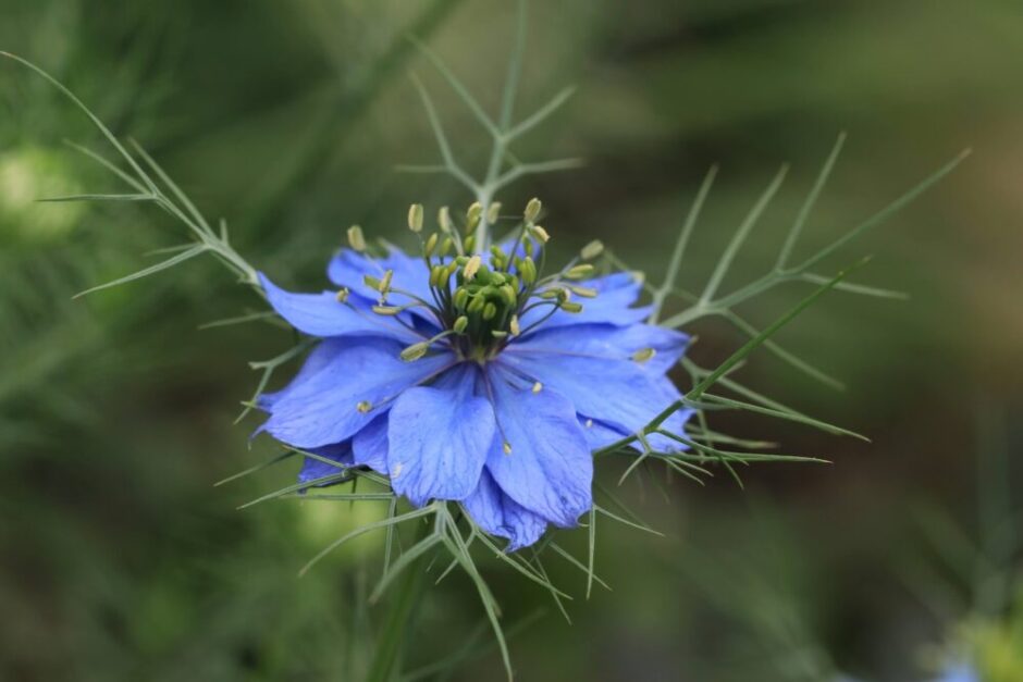青いニゲラの花