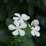 ニチニチソウの白い花