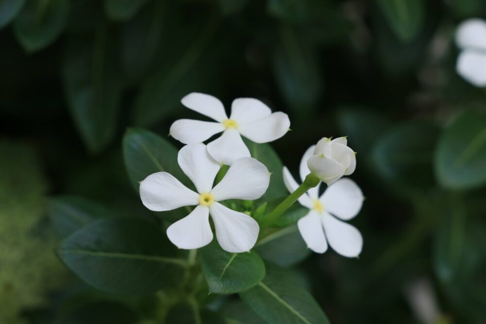 ニチニチソウの白い花