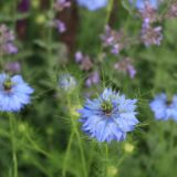 ニゲラの青い花
