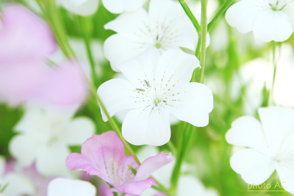 白いアグロステンマの花