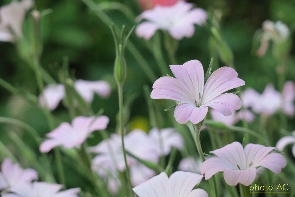 アグロステンマの淡いピンク色の花