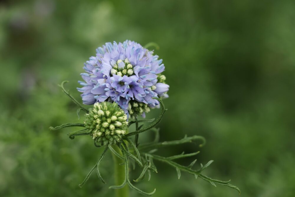 ギリア・レプタンサの青い花