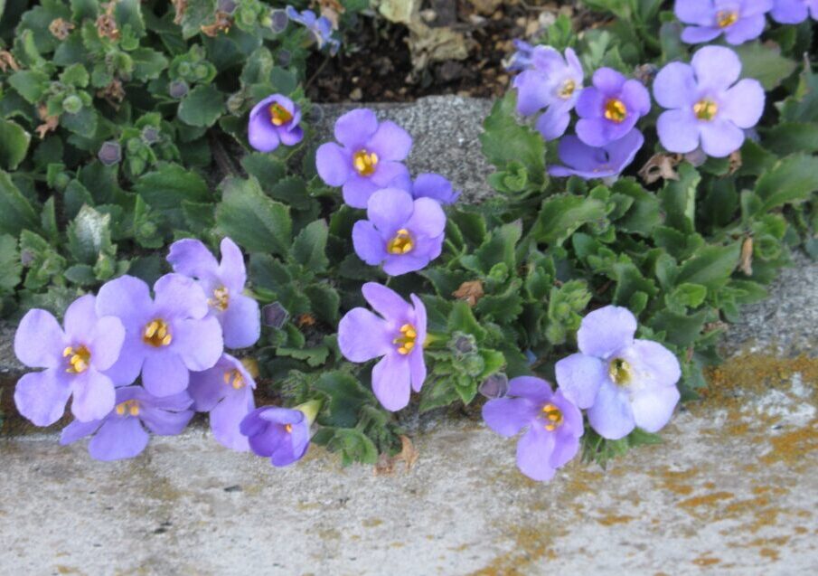 薄紫のバコパの花