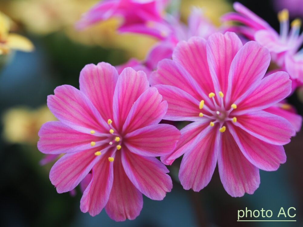 ピンク色のレウィシアの花