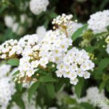 コデマリの白い花