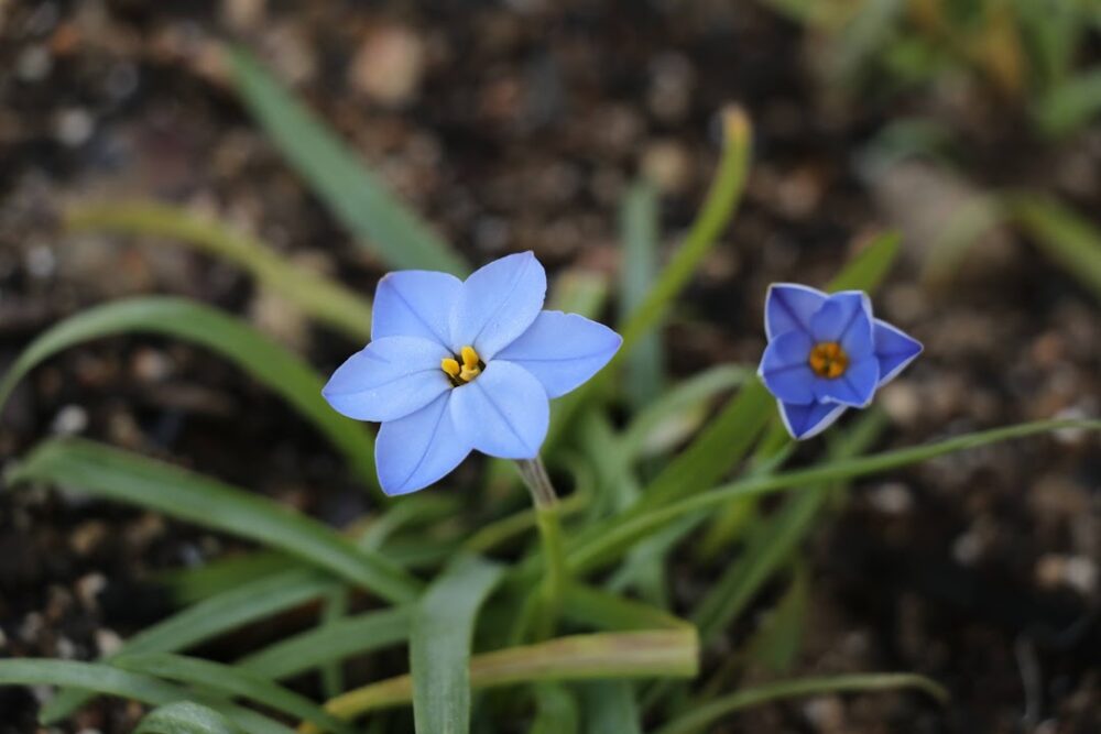 ハナニラの青い花