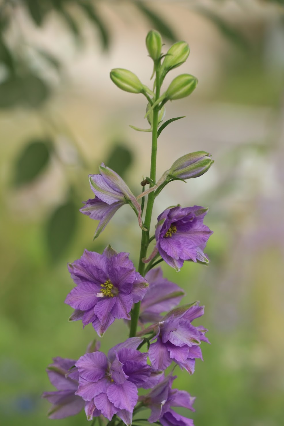 薄紫の千鳥草