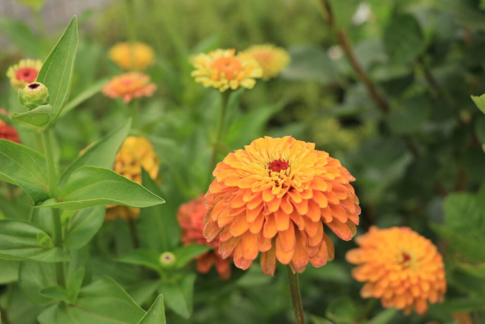 ジニア・クイーンライムオレンジの花