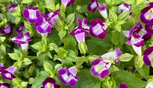 トレニアの特徴や育て方｜暑さに強い夏花壇の定番植物｜切り戻しや増やし方も