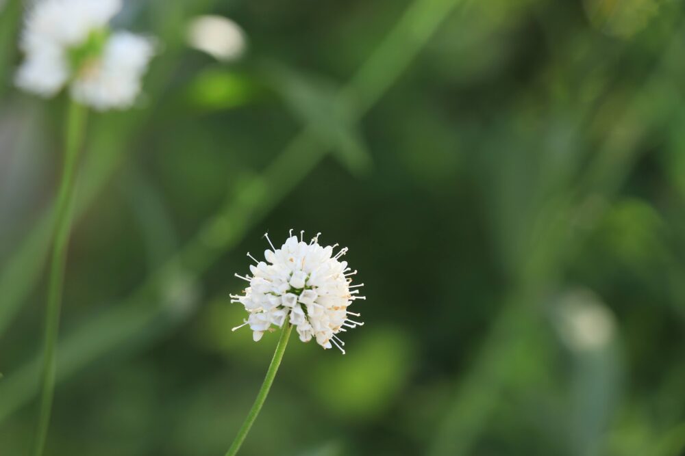 サクシセラ・フロステッドパールズの花