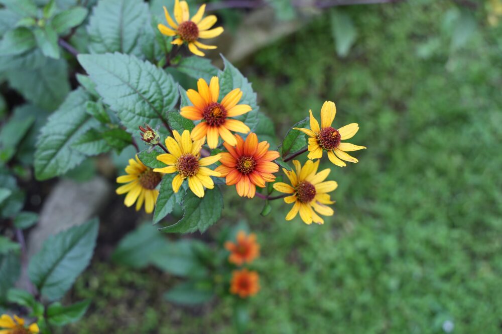 オレンジ色の花を咲かせるヘリオプシス・ブリーディングハーツ
