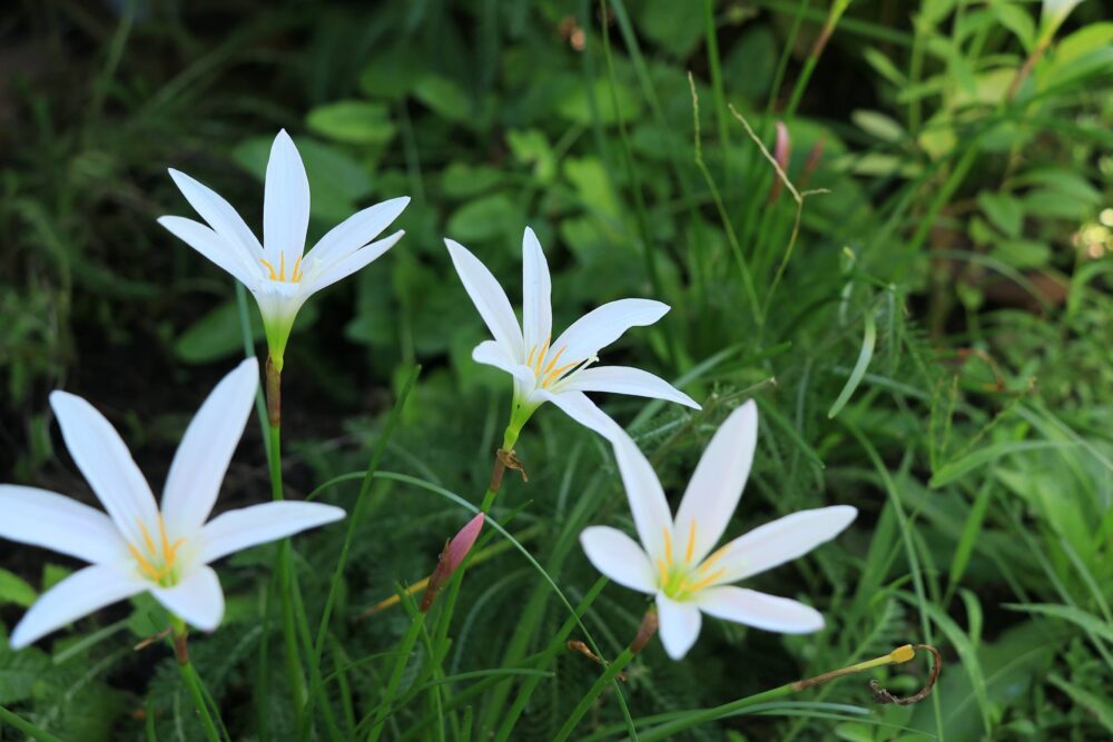 ゼフィランサスの花