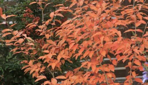 ヤマコウバシってどんな木？｜特徴や育て方、栽培記録｜紅葉が綺麗な庭木