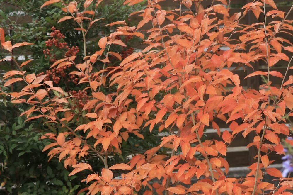 紅葉したヤマコウバシ