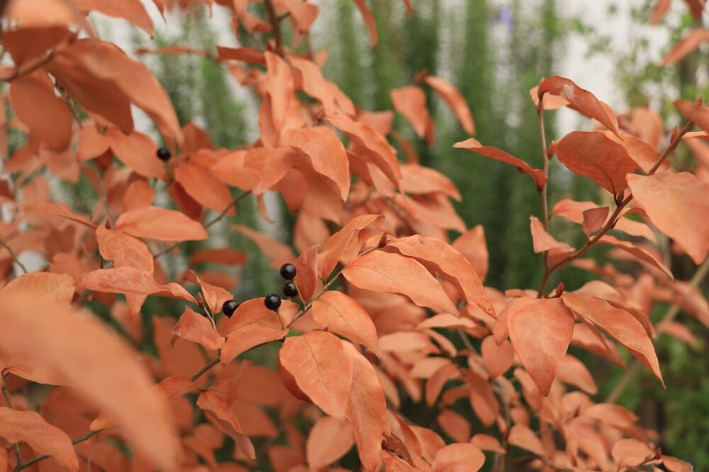 紅葉したヤマコウバシ