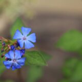 ルリマツリモドキの青い花
