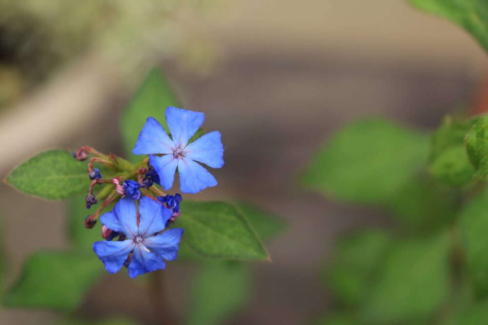 ルリマツリモドキの青い花