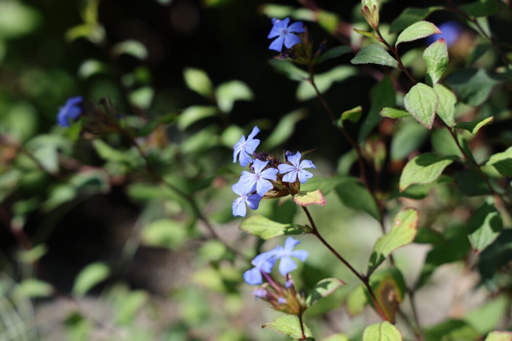 青いルリマツリモドキの花