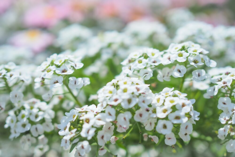 白いアリッサムの花