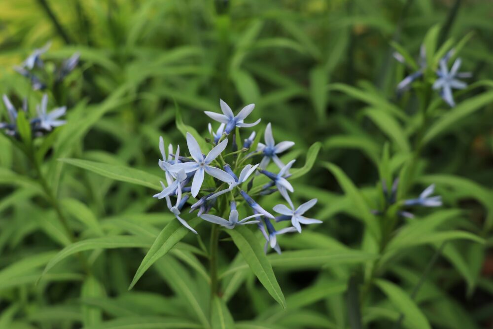 チョウジソウの青い花