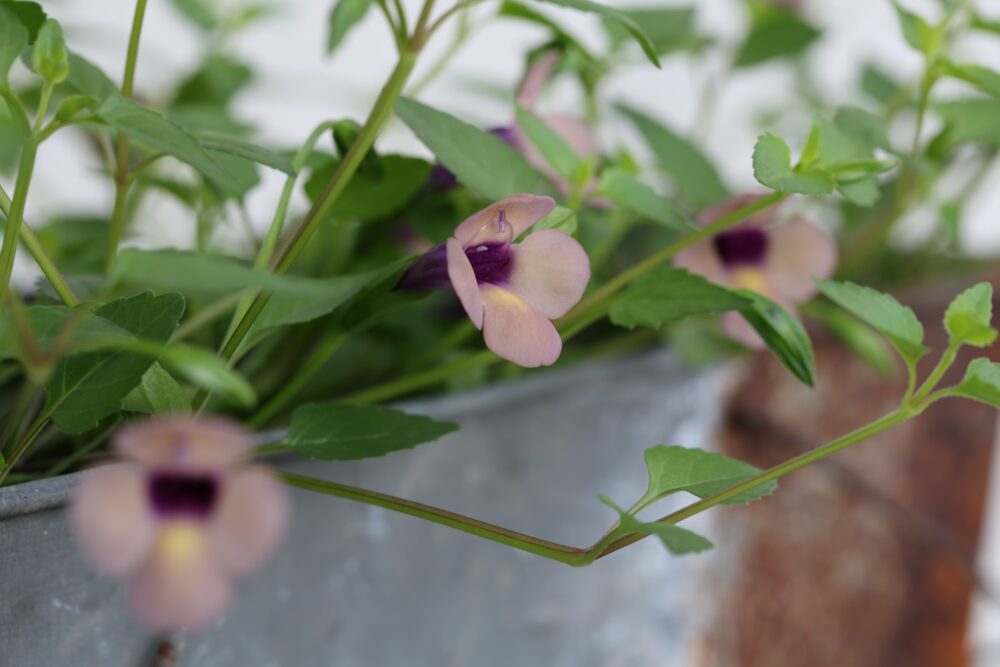 スーパートレニア・ラムレーズン