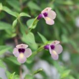 スーパートレニア・ラムレーズン