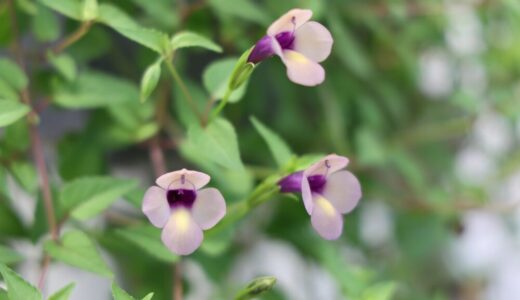 スーパートレニア・カタリーナの育て方｜綺麗に花を咲かせる４つのコツとは？