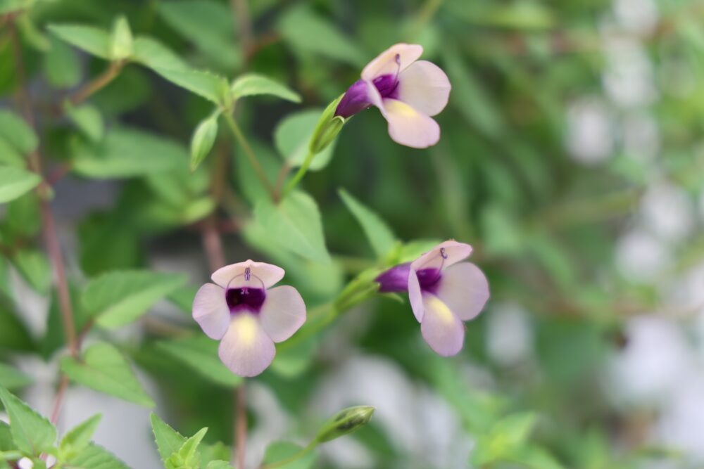 スーパートレニア・ラムレーズン