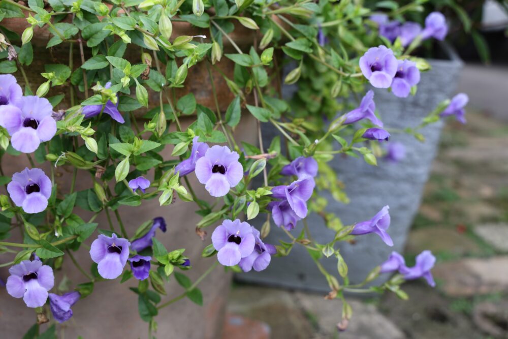 スーパートレニアカタリーナ・ブルーリバー