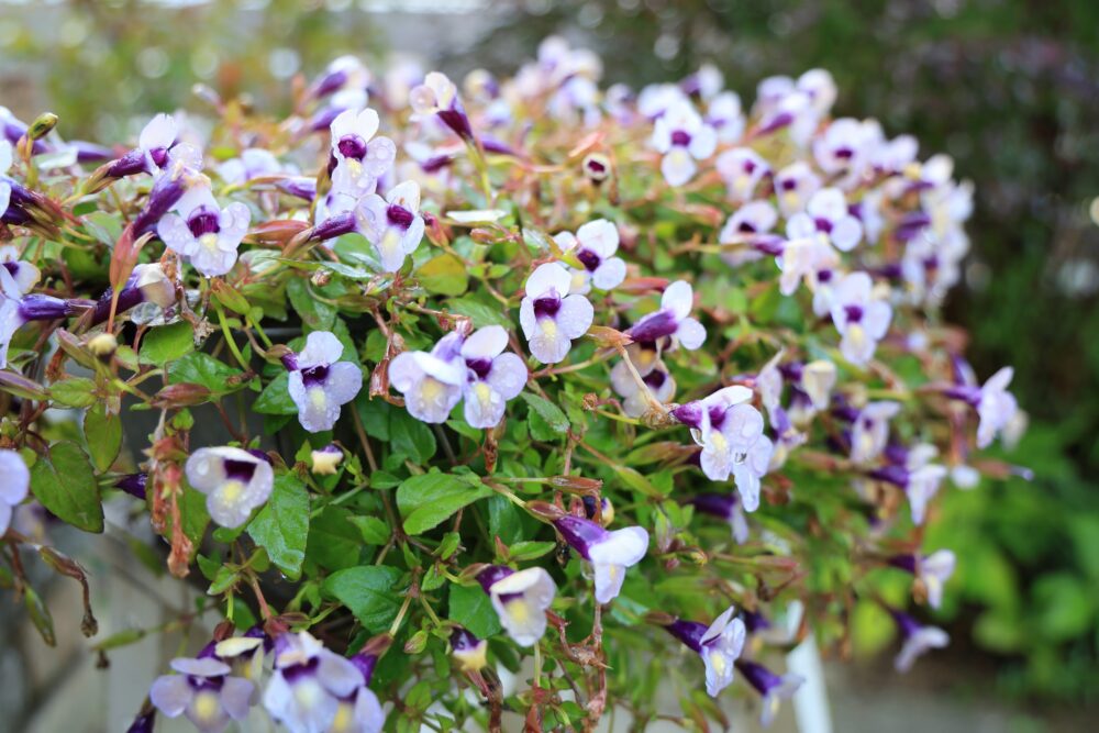 トレニアカタリーナ・ラムレーズン