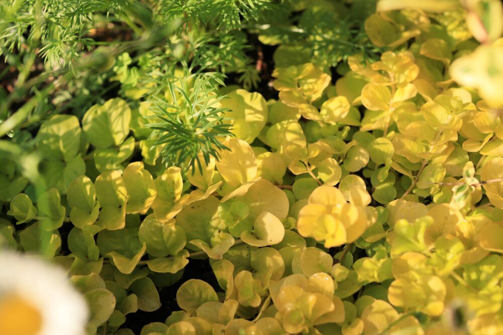 明るい葉色のリシマキア・ヌンムラリア・オーレア