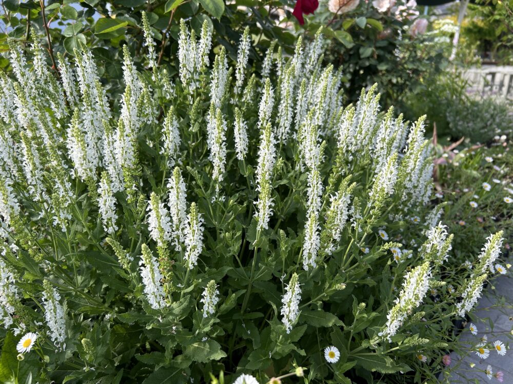 サルビア・ネモローサ・スノーヒルの白い花