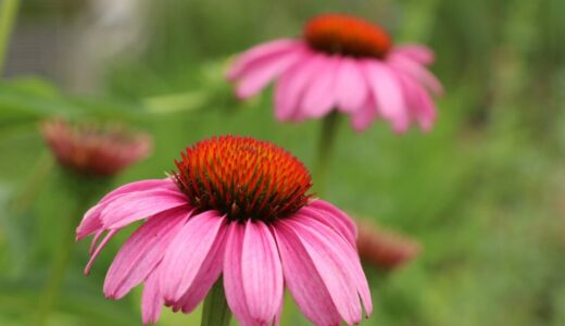 エキナセアの育て方｜初夏から夏にかけて咲く、暑さに強い宿根草