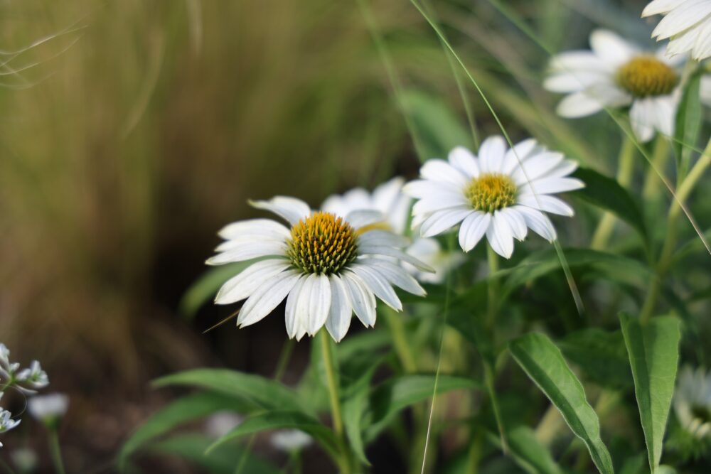白いエキナセアの花