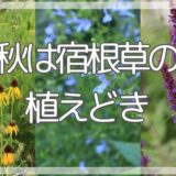 秋は宿根草の植え時