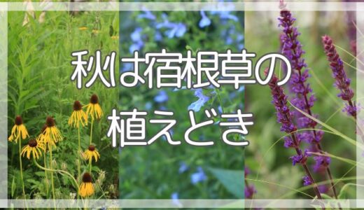 秋は宿根草の植えどき！秋に植えたい３つの理由、植え付け時の注意点｜宿根草の苗、秋の販売はいつから？