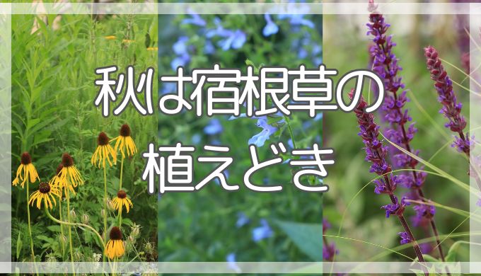 秋は宿根草の植え時