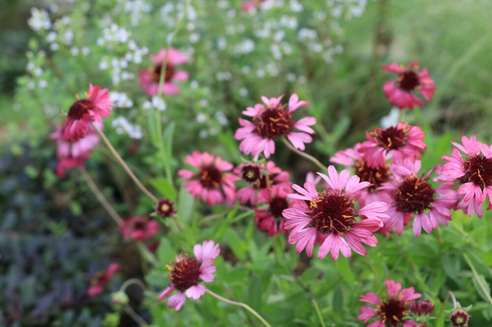 ガイラルディア・グレープセンセーションの花