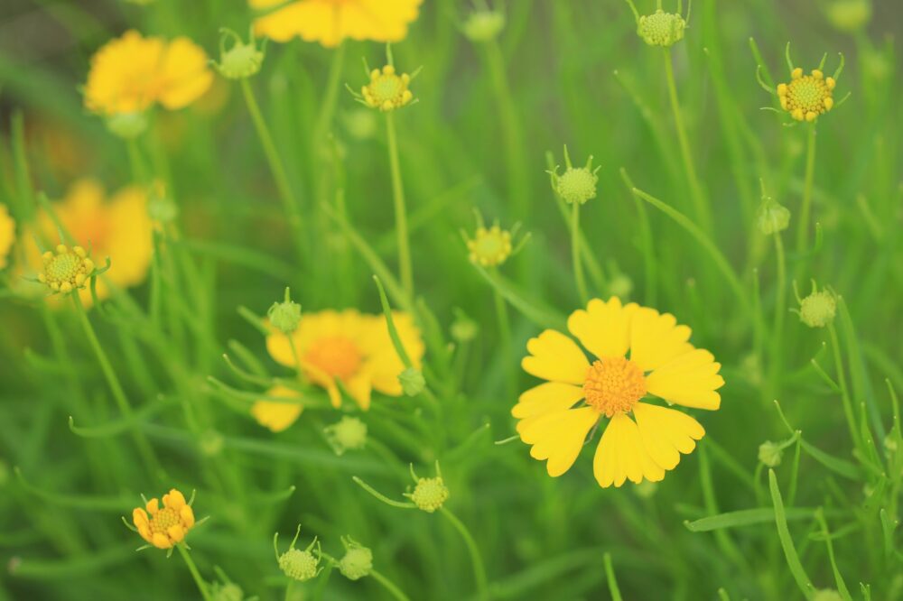 へレニウム・ダコタゴールドの花