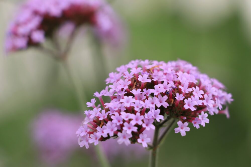 バーベナ・ボナリエンシスの花