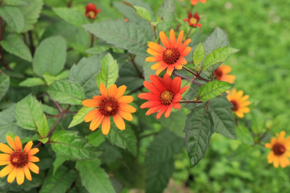 ヘリオプシス・ブリーディングハーツの花