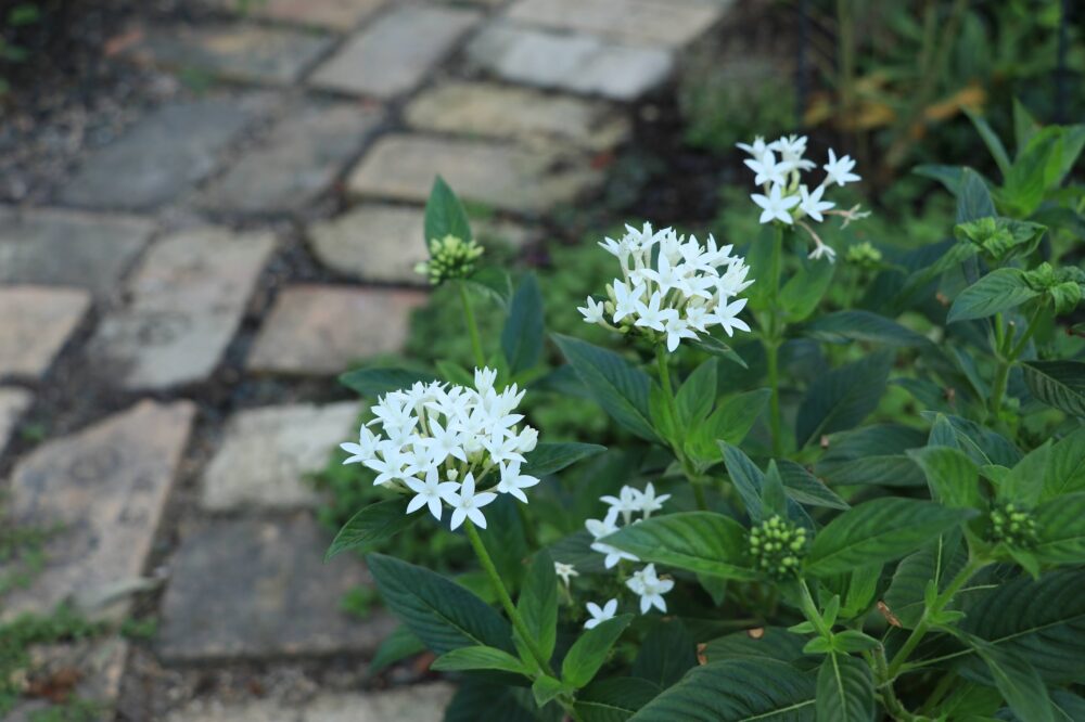 白い花を咲かせるペンタス