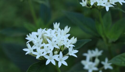 ペンタスの特徴や育て方｜暑さに強く、花が長く咲き続ける｜夏のガーデニングにぴったりな一年草