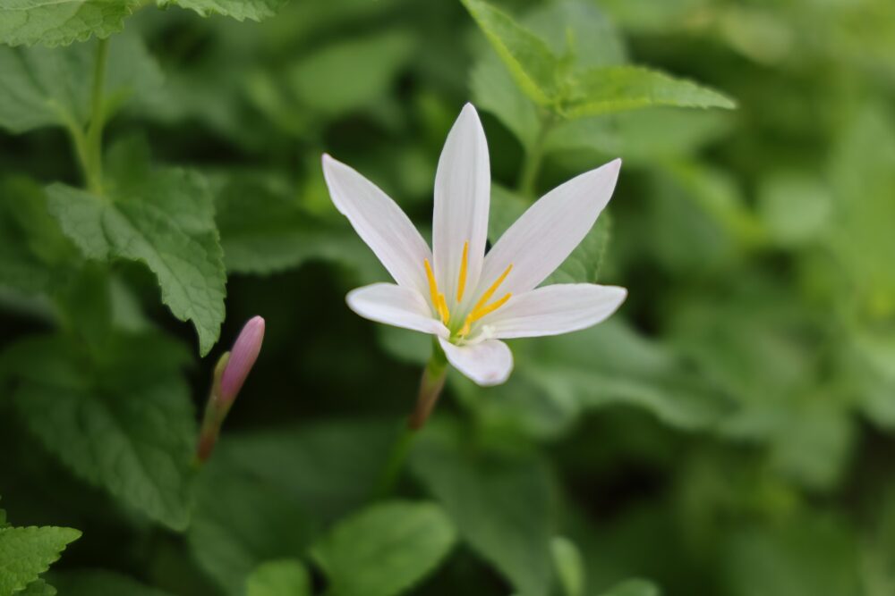 タマスダレ（ゼフィランサス・カンディダ）の白い花