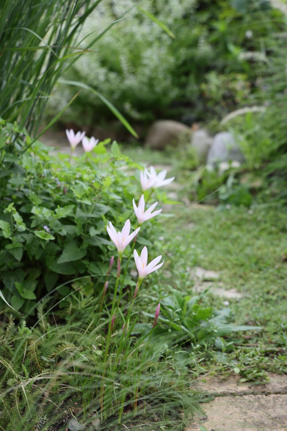 庭に咲く白いタマスダレ