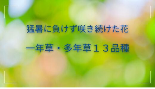 猛暑に負けず咲き続けた花｜初心者でも枯らさない丈夫な一年草・多年草13品種を厳選しました