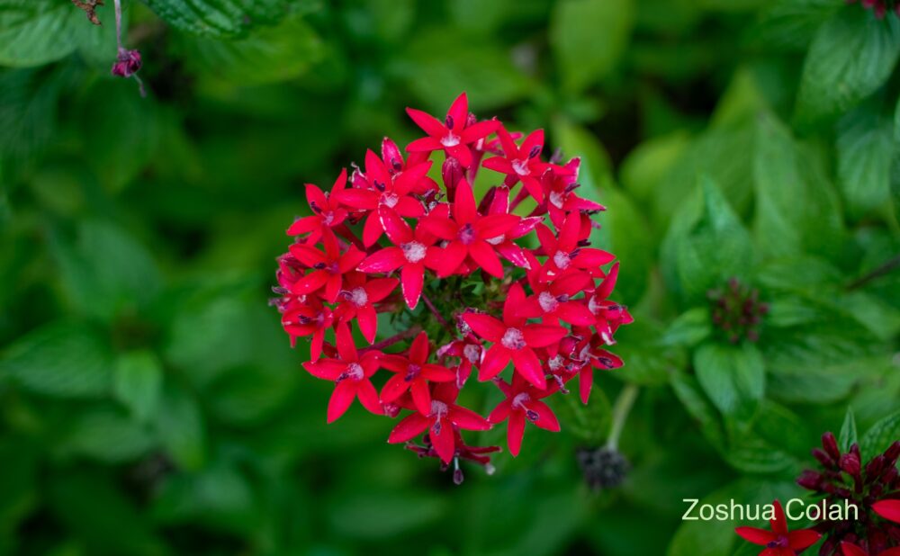 赤いペンタスの花