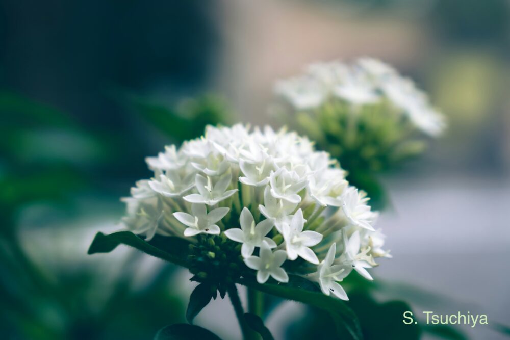 白いペンタスの花