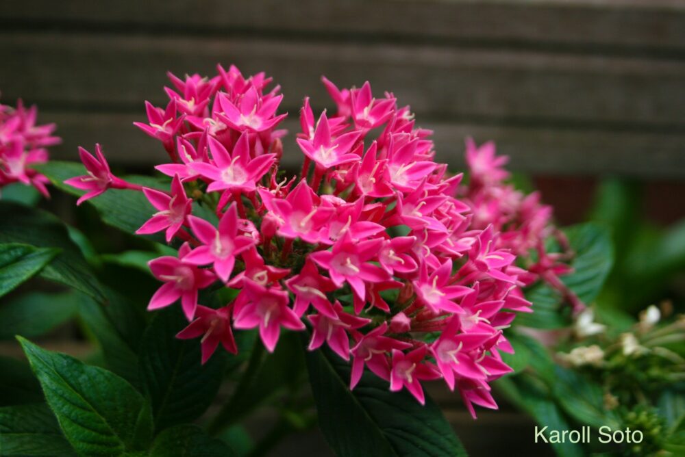 濃いピンクのペンタスの花